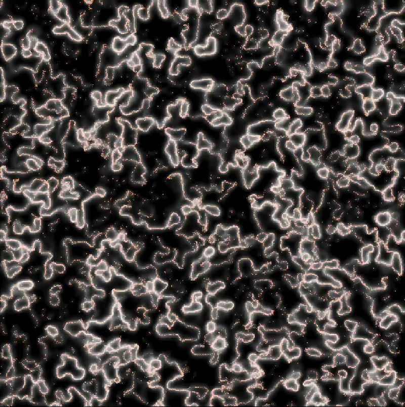 Physarum / Slim Mould