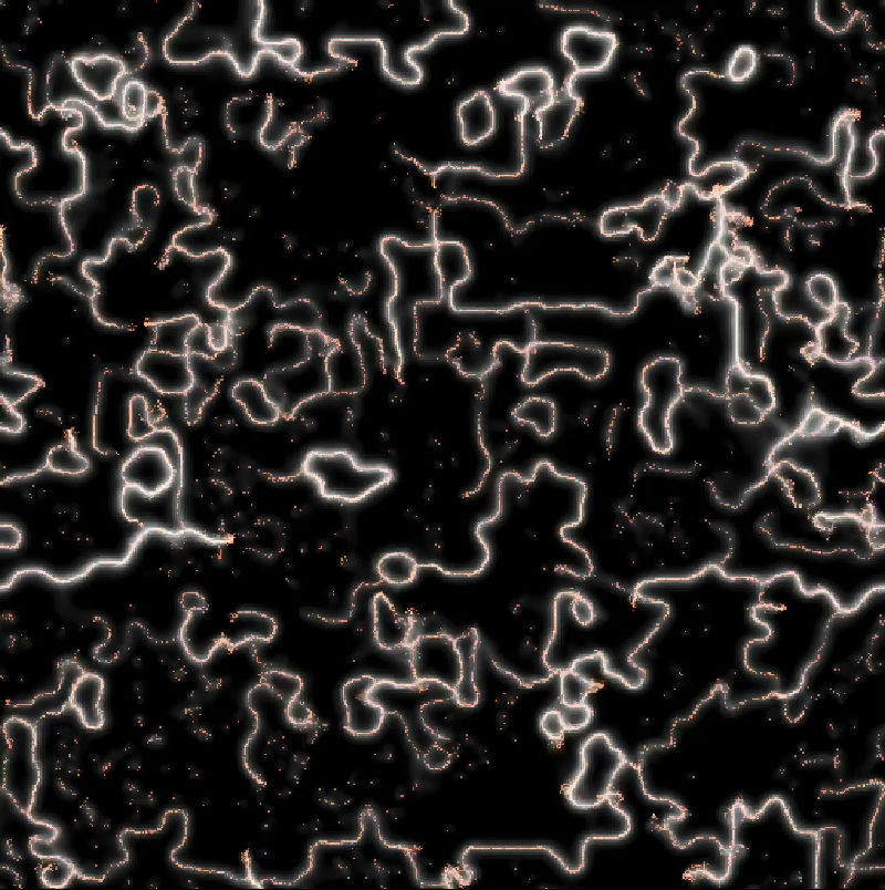 Physarum / Slim Mould